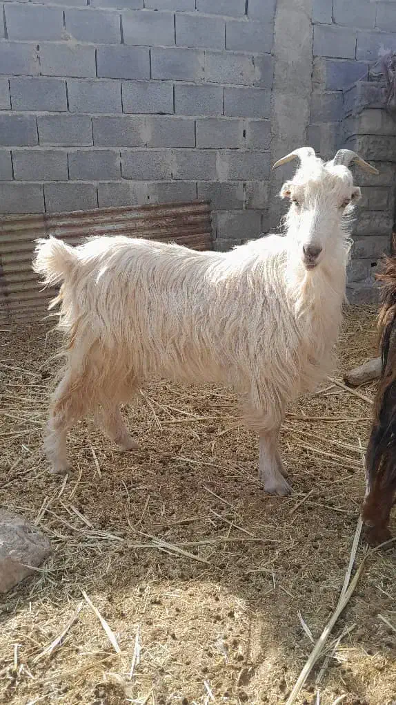 بز و بره چاق|حیوانات مزرعه|مرودشت, رامجرد یک|دیوار