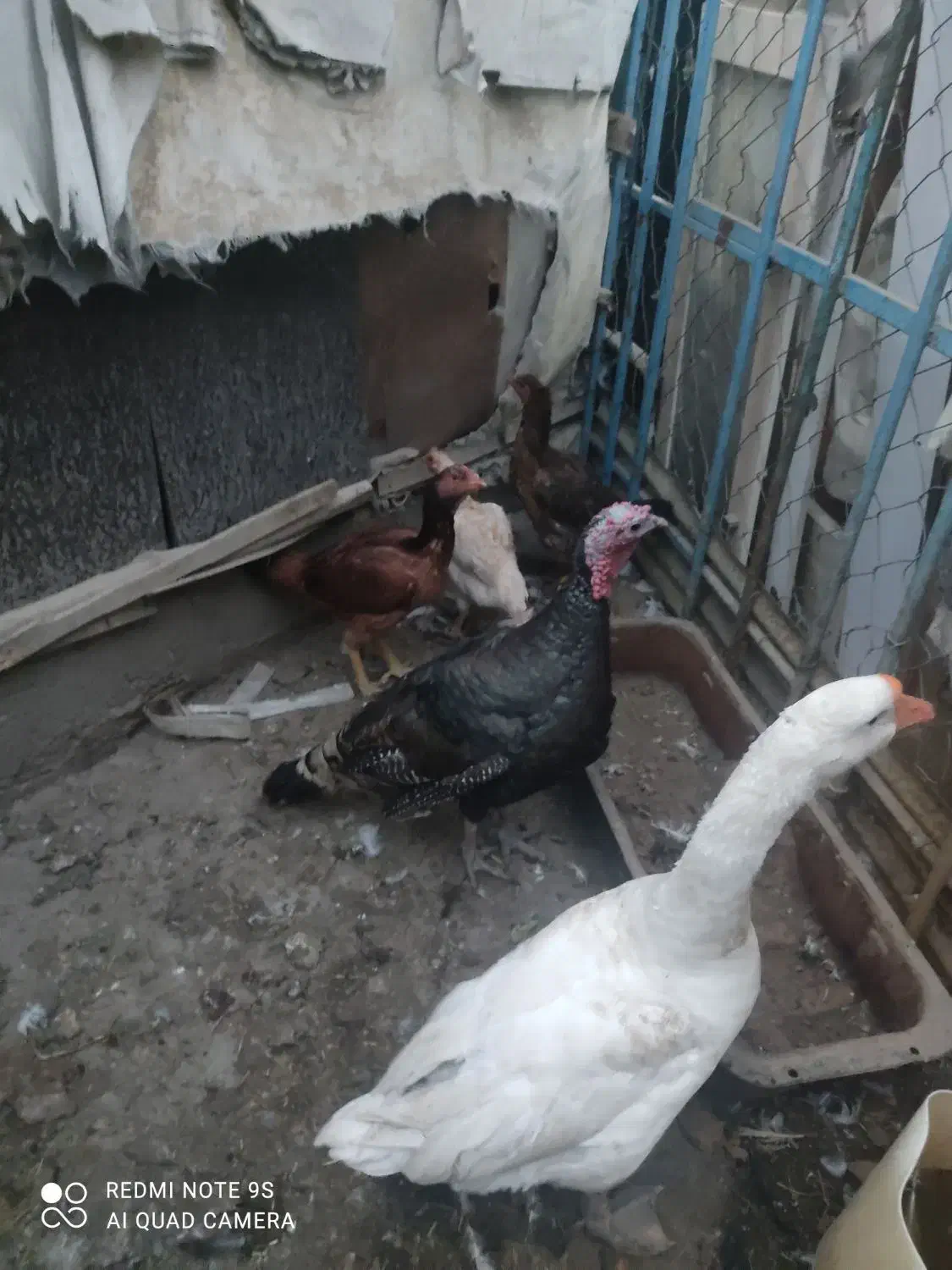 غاز .بوقلمون.مرغ|حیوانات مزرعه|چهاربرج, |دیوار