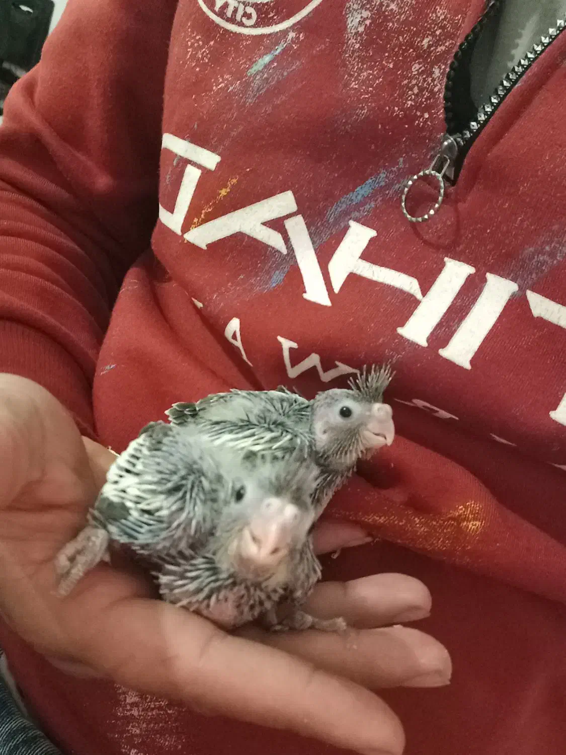 هلندی مولد۱۰۰درصد|پرنده|محمدشهر, محمدشهر|دیوار