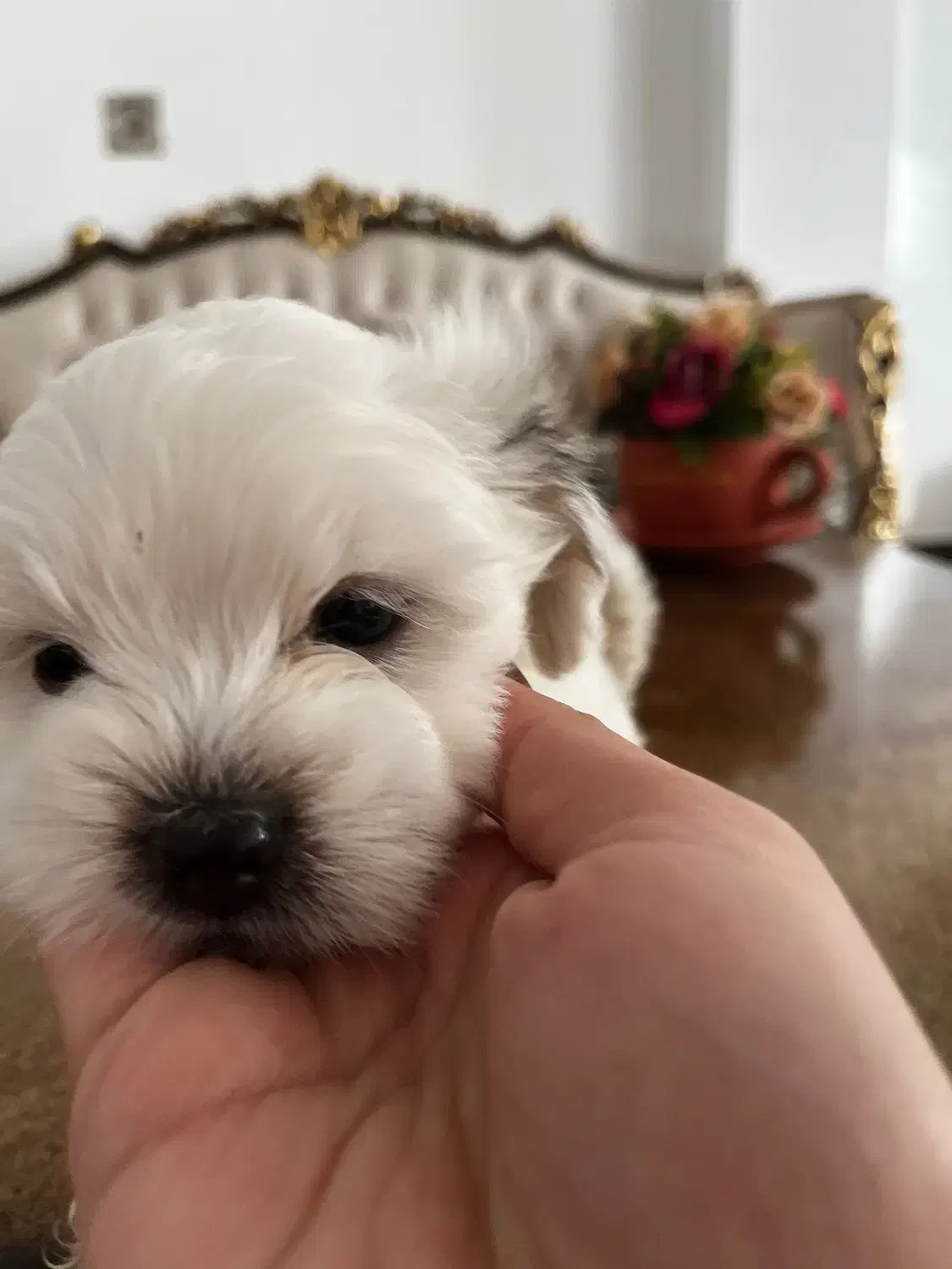 فروش توله‌سگ فقط به افراد مسئول و عاشق حیوانات|سگ|مشگین شهر, |دیوار