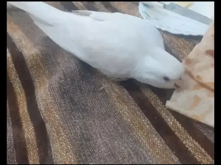 عروس هلندی آلبینو|پرنده|چهاردانگه (تهران), |دیوار