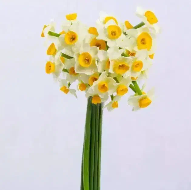 فروش گل طبیعی ارگانیک تازه(فعلاًنرگس شیراز موجود)|گل و گیاه طبیعی|ایرانشهر, |دیوار