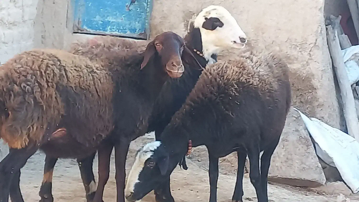 میش  ۳راس جوان یکدست آبستن|حیوانات مزرعه|خنداب, |دیوار