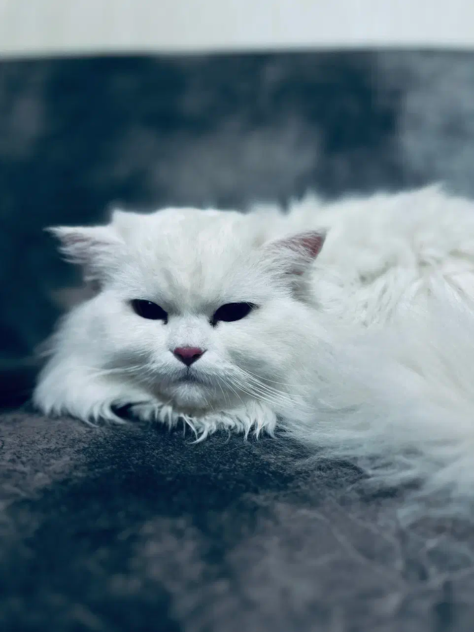 دوعدد گربه نر عقیم شده|گربه|اراک, |دیوار