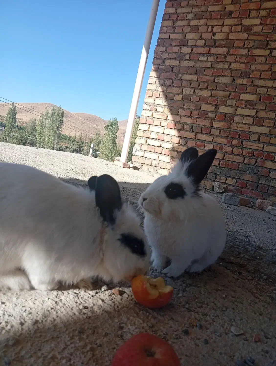 خرگوش|موش و خرگوش|ارومیه, |دیوار