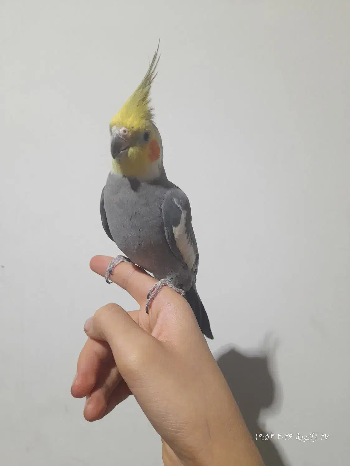 عروس هلندی|پرنده|بشاریات, |دیوار