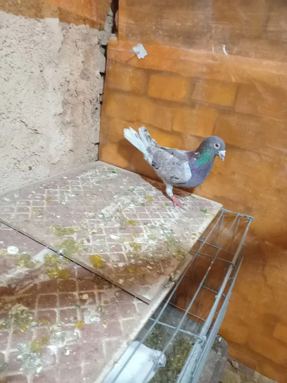 کفتر پلاکی|پرنده|یزد, |دیوار