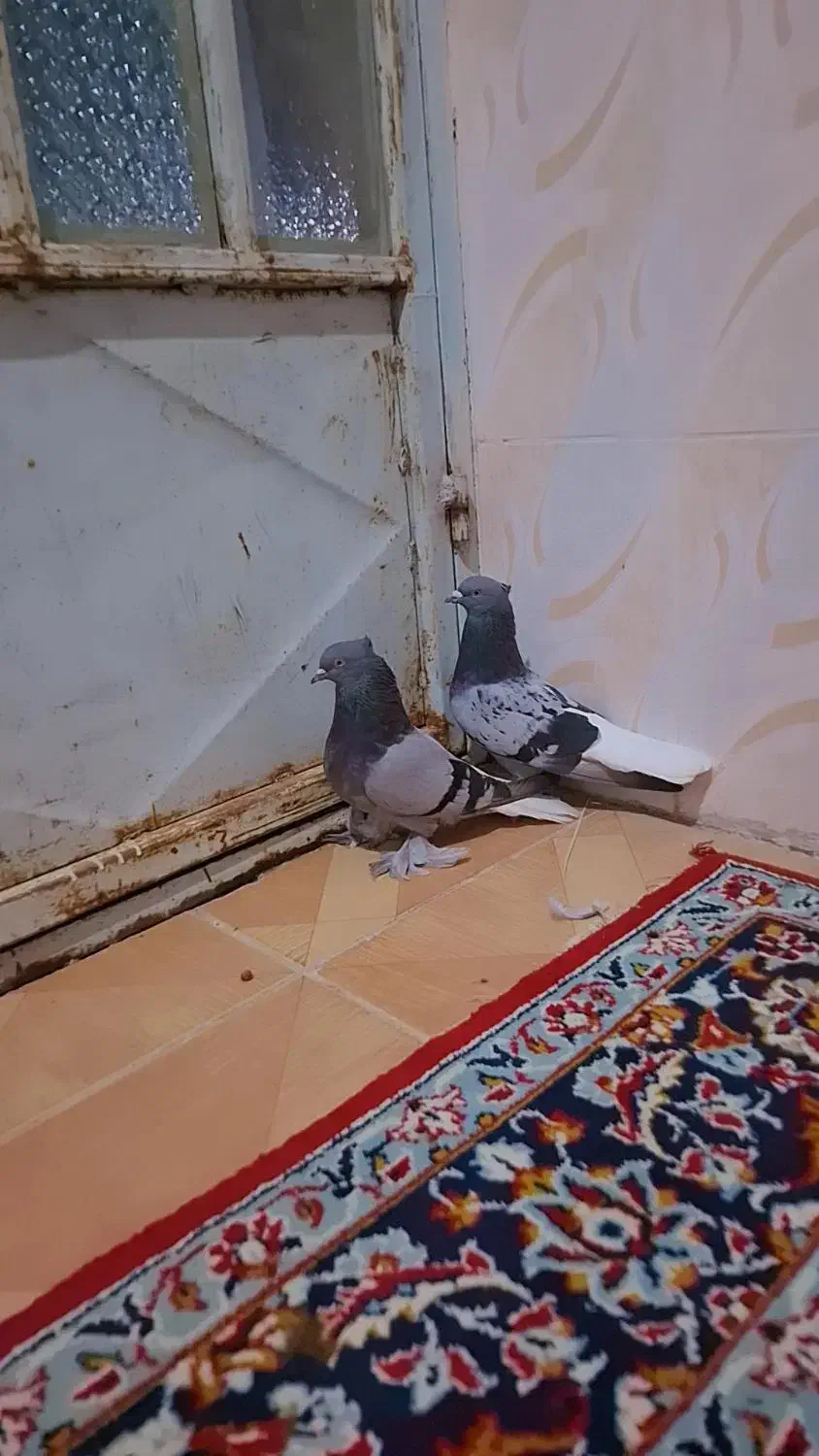 سبز دم سفید|پرنده|بهبهان, |دیوار