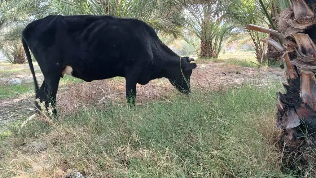 گاو آوس|حیوانات مزرعه|کهنوج, |دیوار