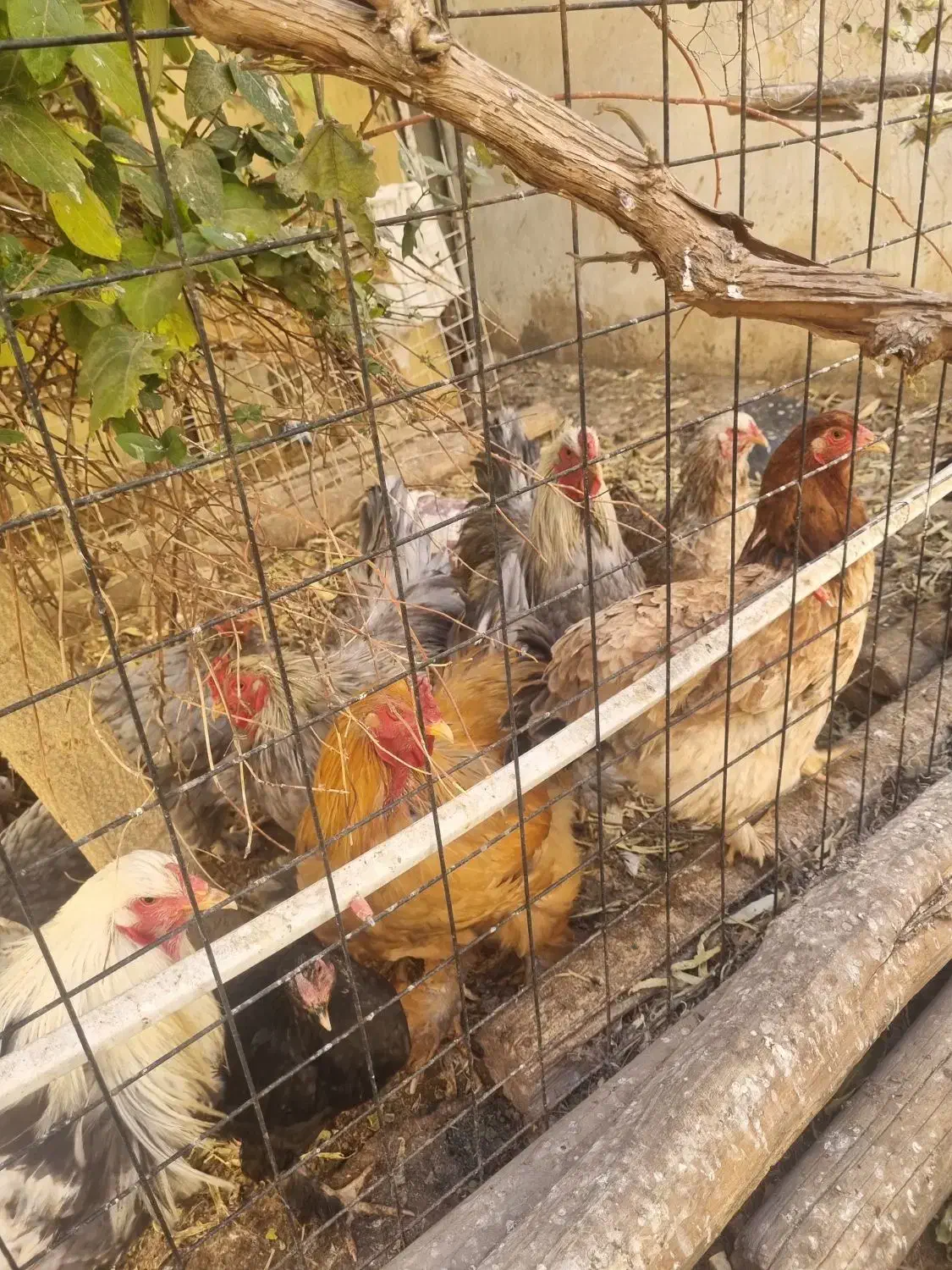 مرغ وخروس برهماامپراطور اصل|حیوانات مزرعه|رزن, |دیوار