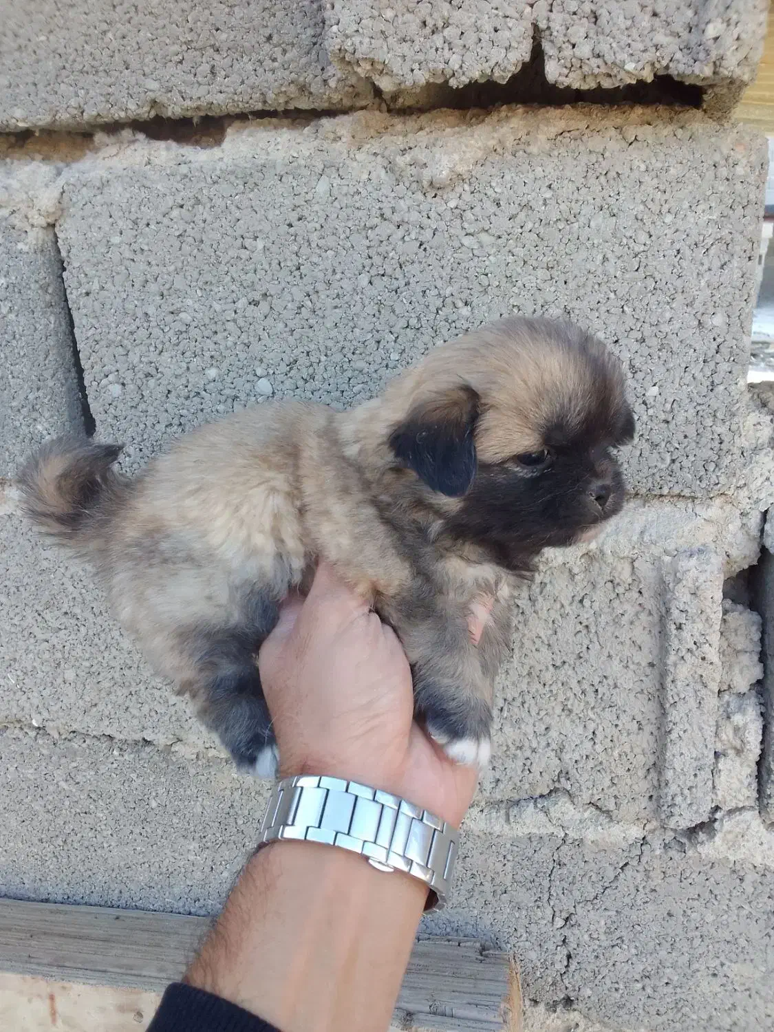 توله پیکینیز|سگ|رباطکریم, رباطکریم|دیوار