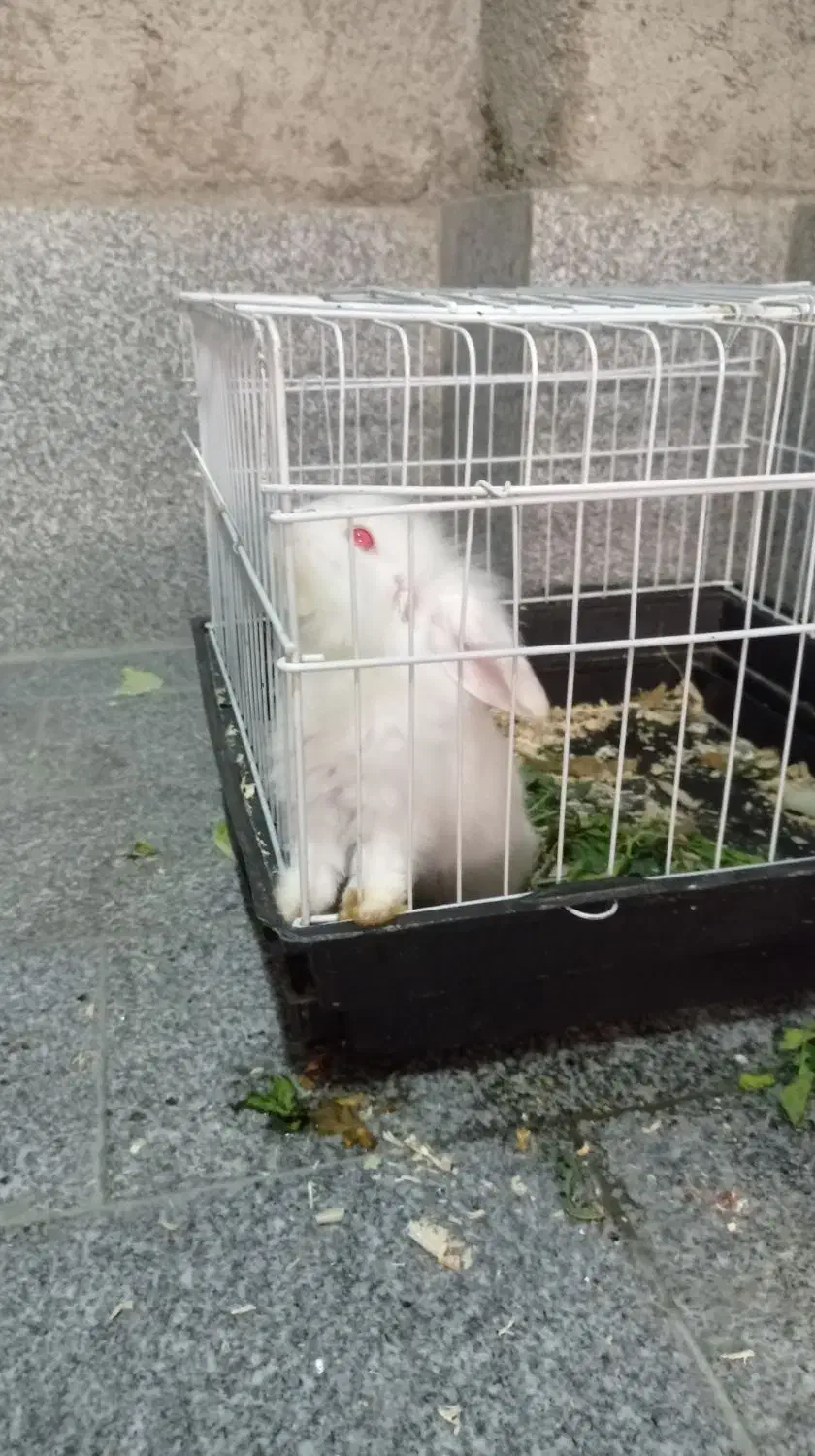 خرگوش لپ سالم همراه با قفس|موش و خرگوش|مینودشت, |دیوار