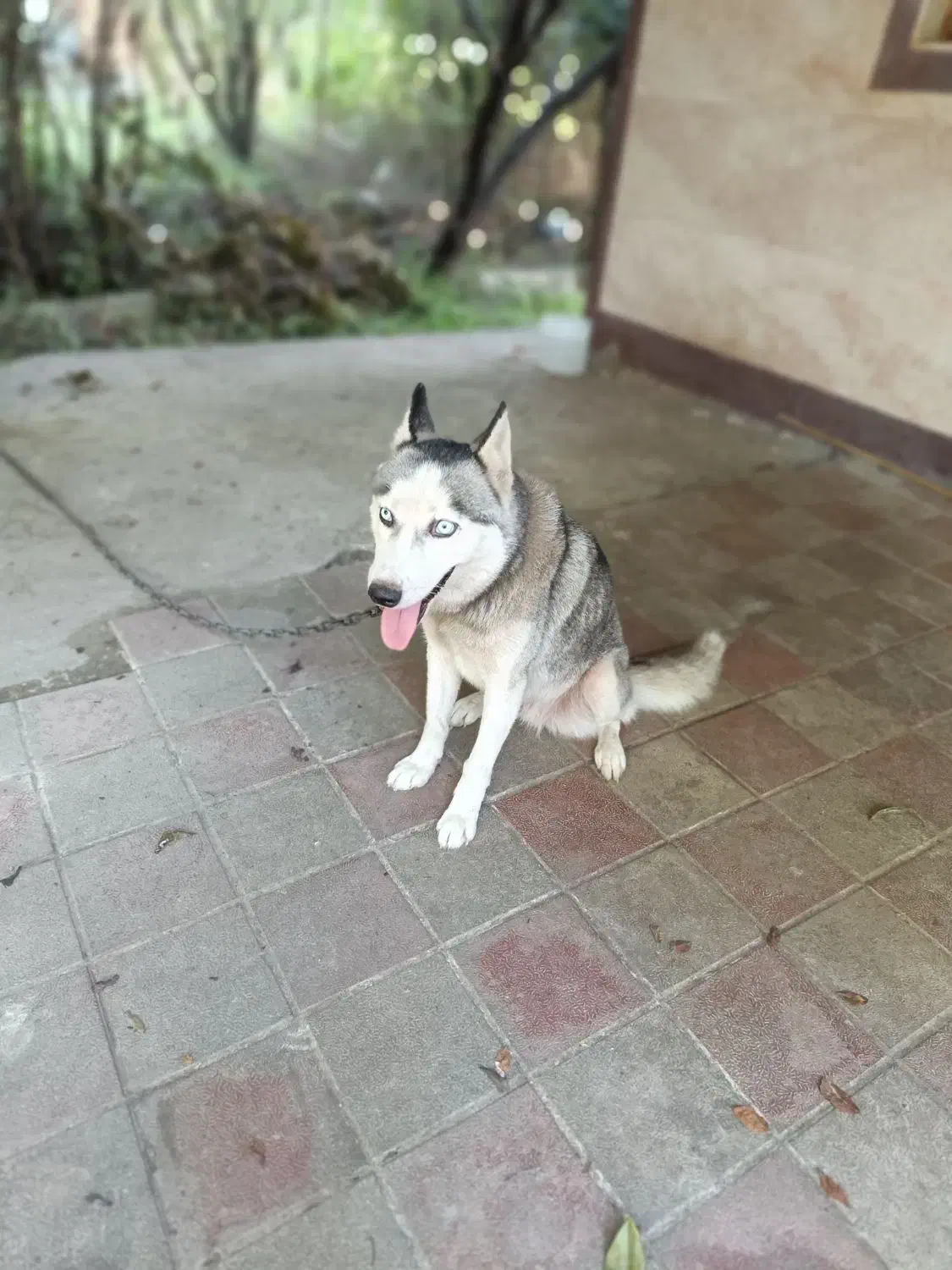 توله سگ هاسکی خالص|سگ|ماسال, |دیوار