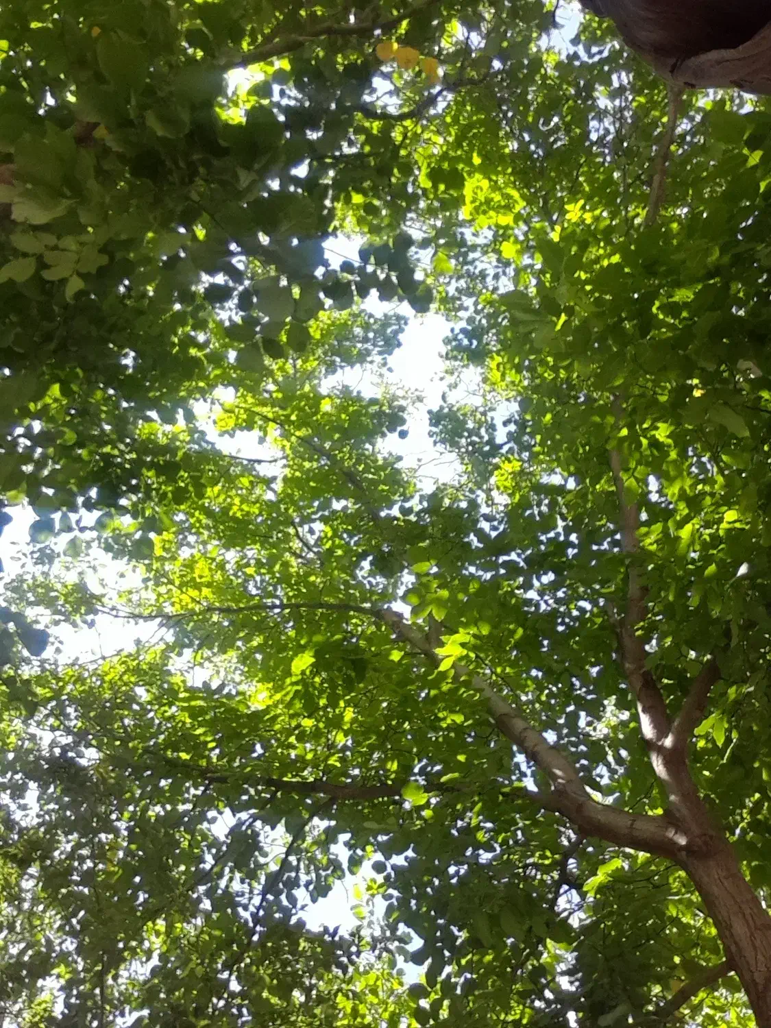پیج اینستاگرام، اکانت|خدمات رایانه‌ای و موبایل|میاندوآب, |دیوار