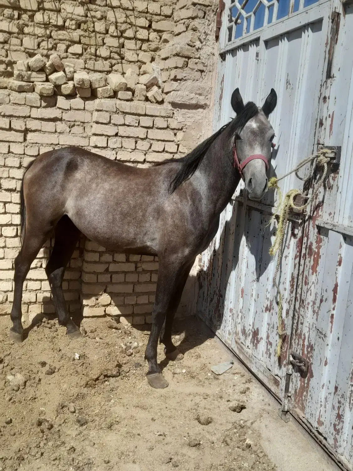 فروش مادیون کرد فروشی|اسب و تجهیزات اسبسواری|هرند, |دیوار