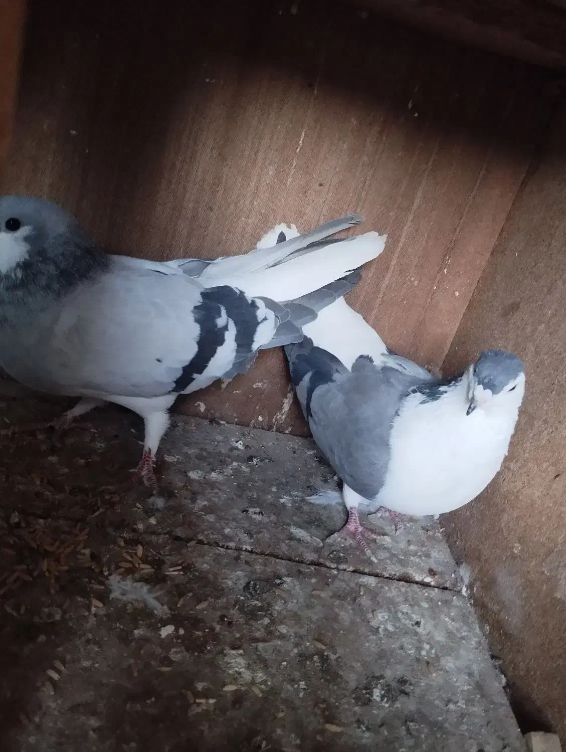 سیاه جفت|پرنده|میانه, |دیوار