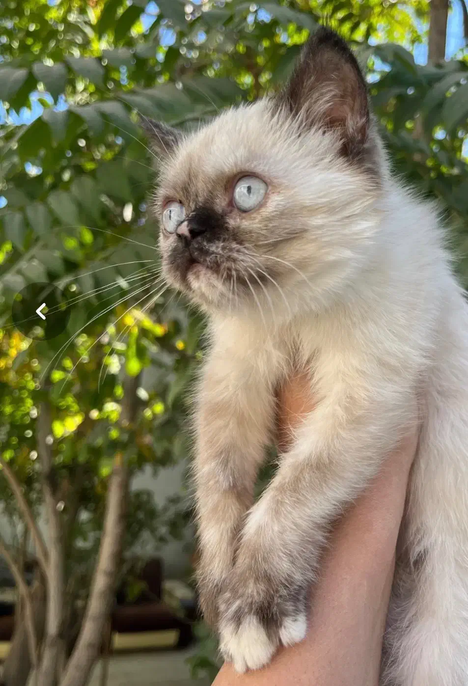 گربه ی سیامی|گربه|کرمانشاه, |دیوار