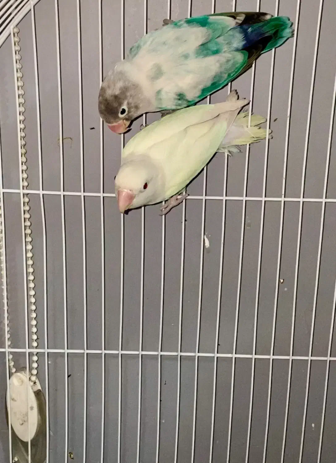 طوطی برزیلی مولد|پرنده|تهران, حافظیه|دیوار