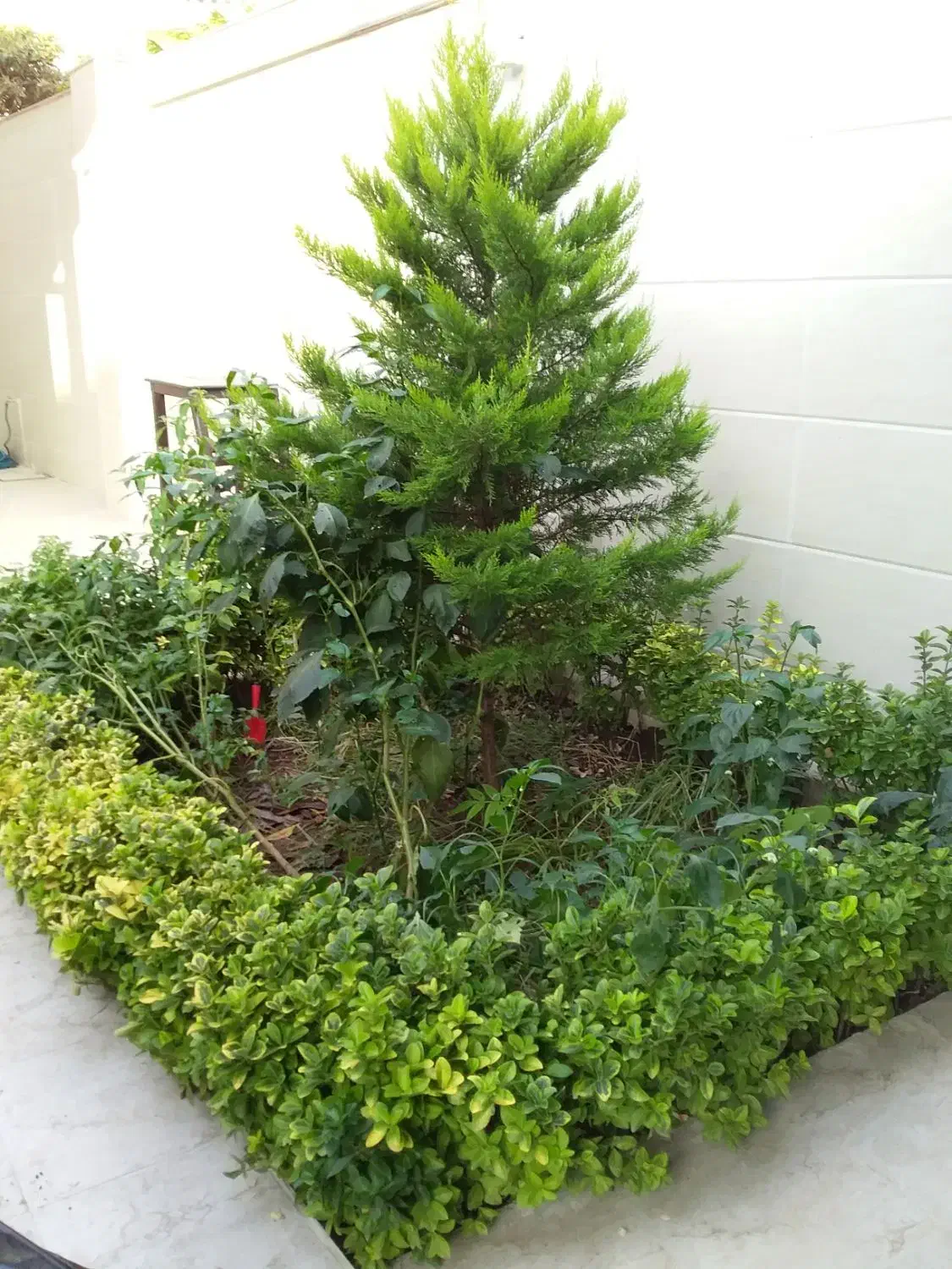 باغبانی و فضای سبز|خدمات باغبانی و درختکاری|بندر انزلی, پردیس|دیوار