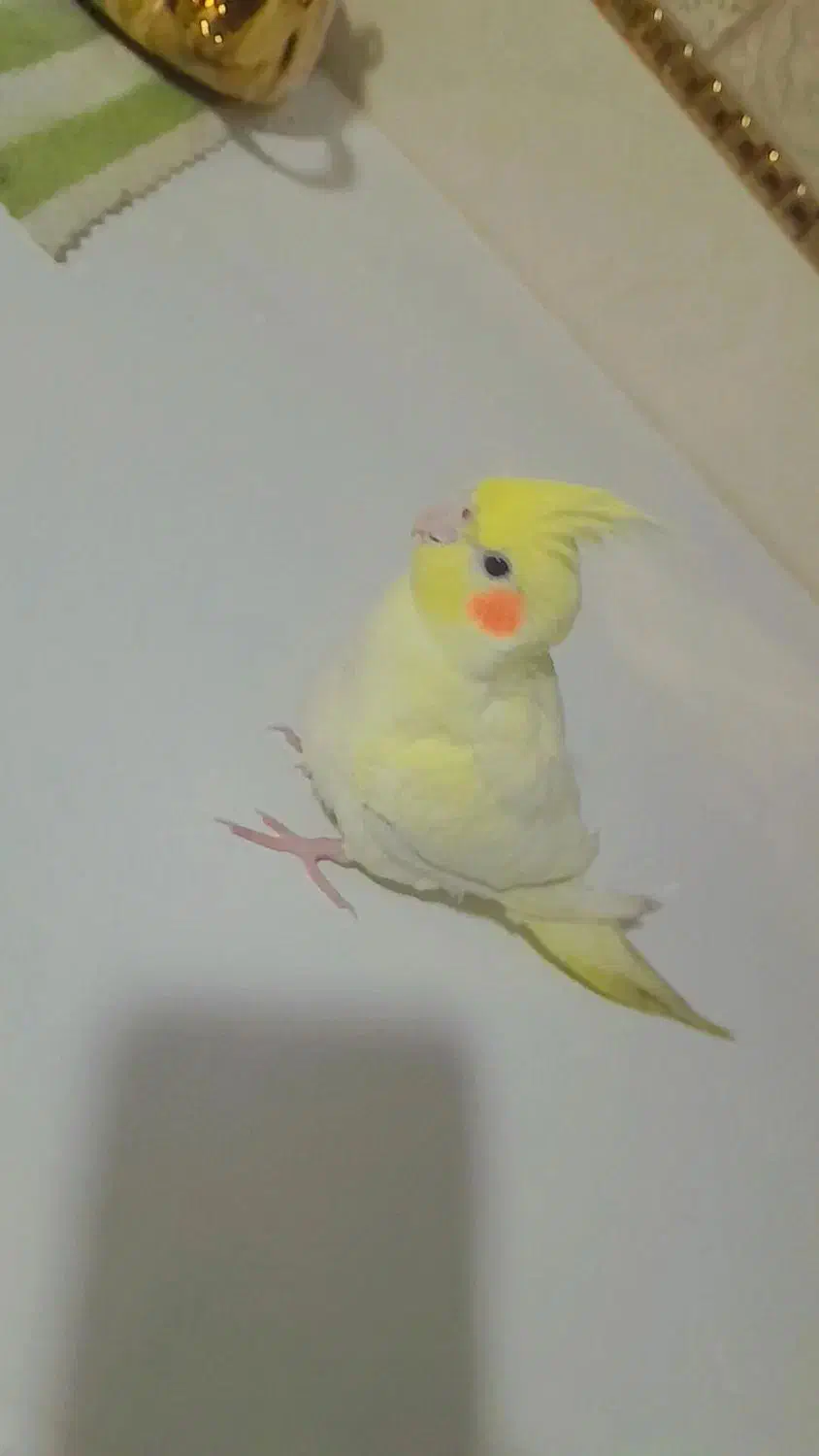 عروس هلندی|پرنده|تایباد, |دیوار