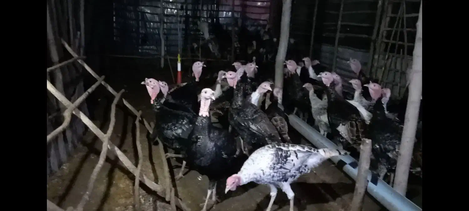 بوقلمون و مرغ محلی و تخم بوقلمون نطفه دار|حیوانات مزرعه|شلمان, |دیوار