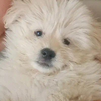 پودل|سگ|وحیدیه, |دیوار