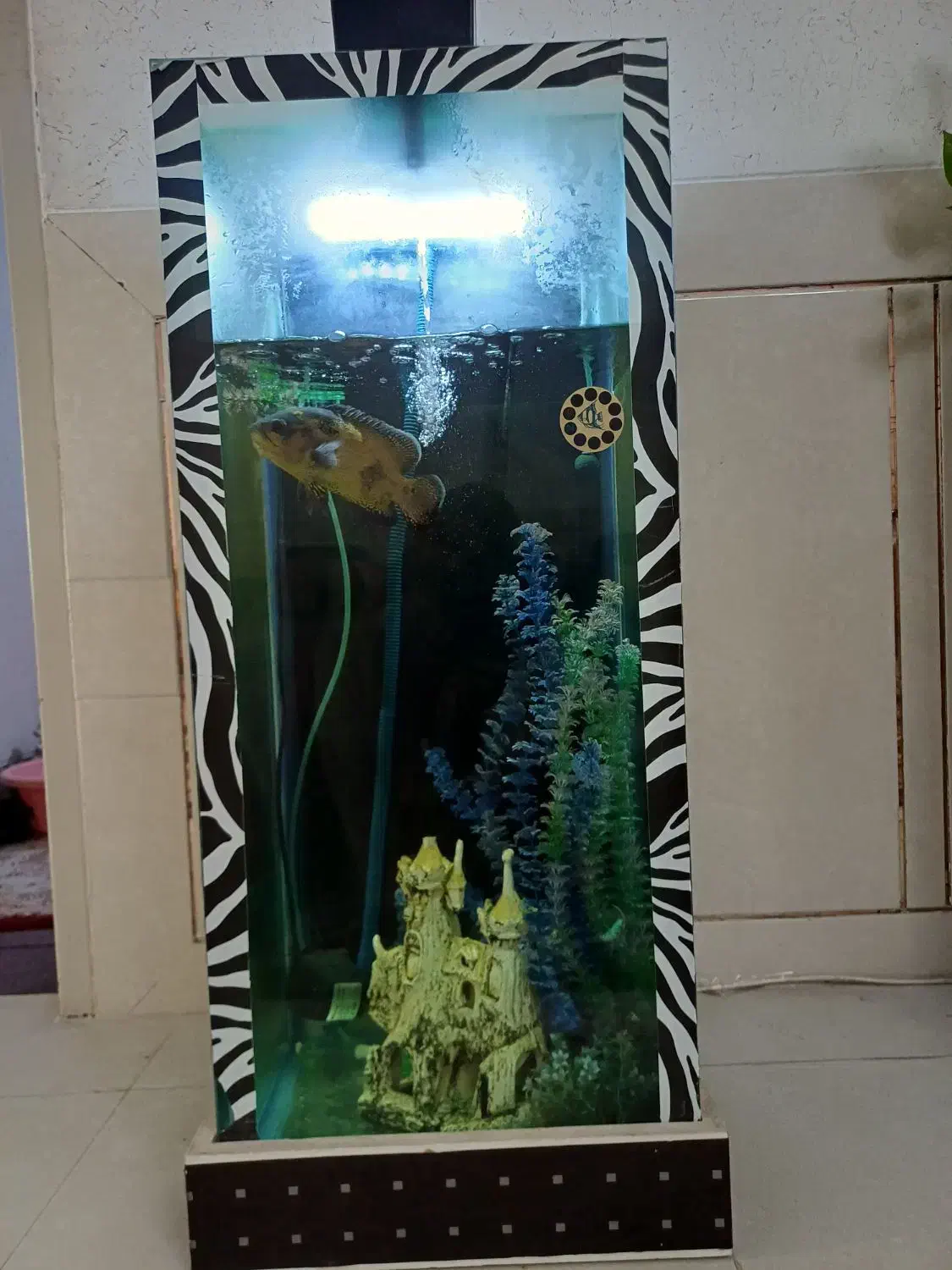 اکواریوم (استوانه ای)|ماهی|نجفآباد, فاز ۳ شهرک آزادگان|دیوار