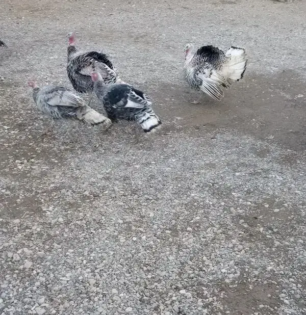 بوقلمون|حیوانات مزرعه|بیرانوند, |دیوار