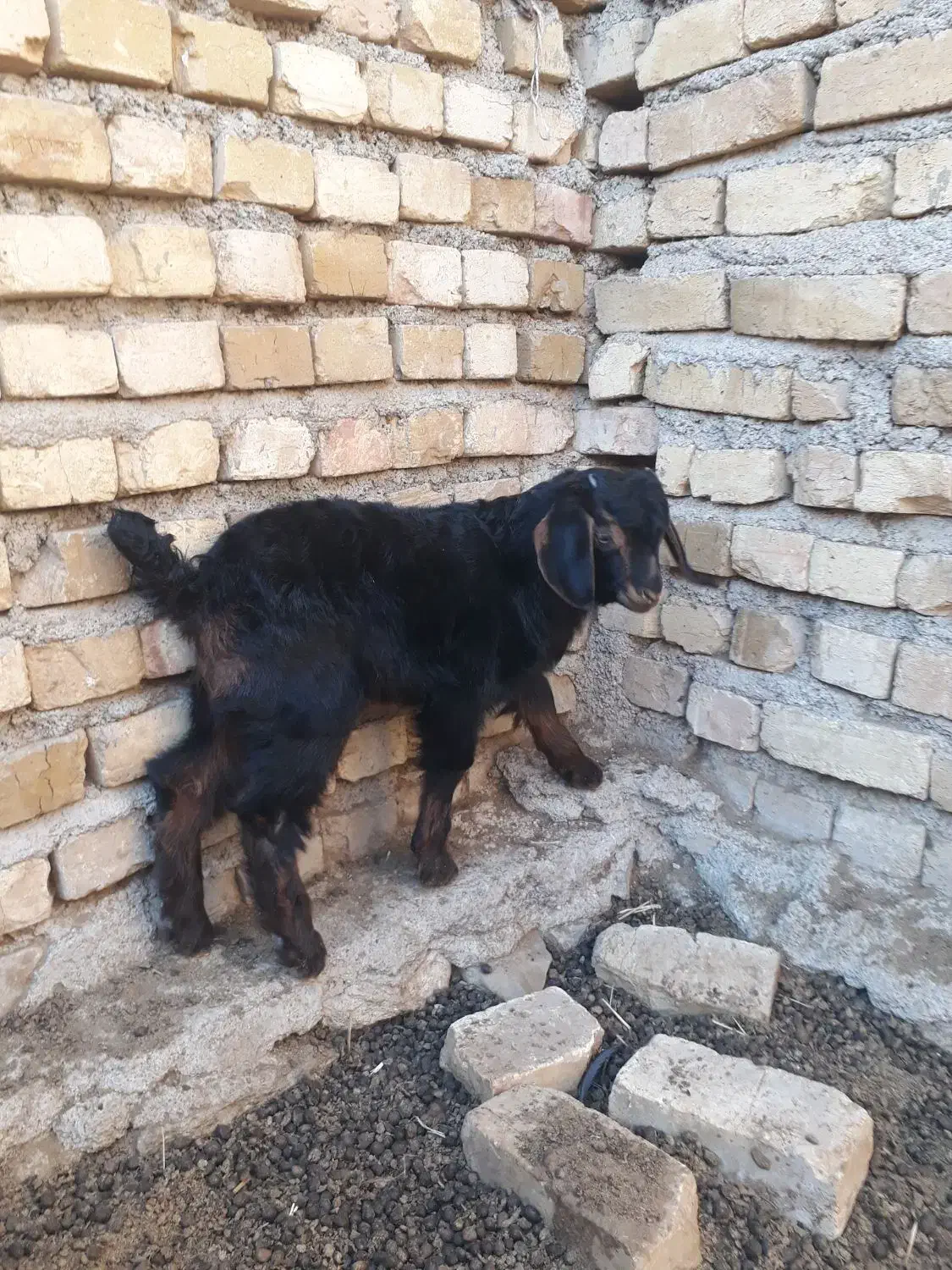 بزبابزگاله|حیوانات مزرعه|خرمدره, |دیوار