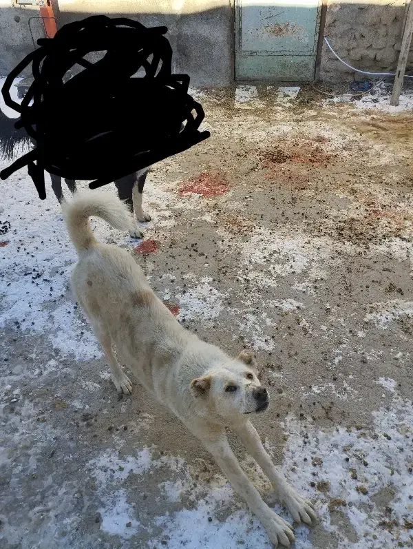 سگ گوسفندی|سگ|شازند, |دیوار