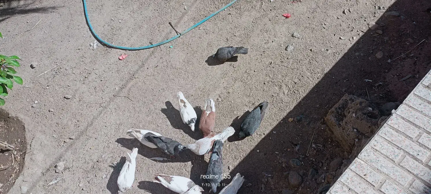 فروشی|پرنده|جیرفت, |دیوار