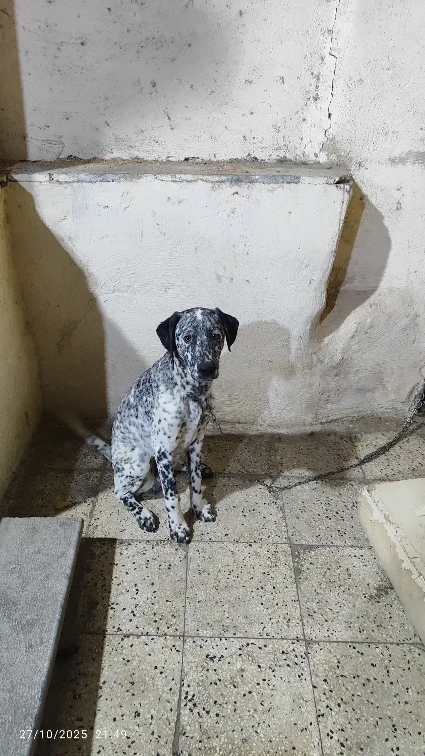 سگ صد و یک خالدار،دالمیشن|سگ|بومهن, |دیوار