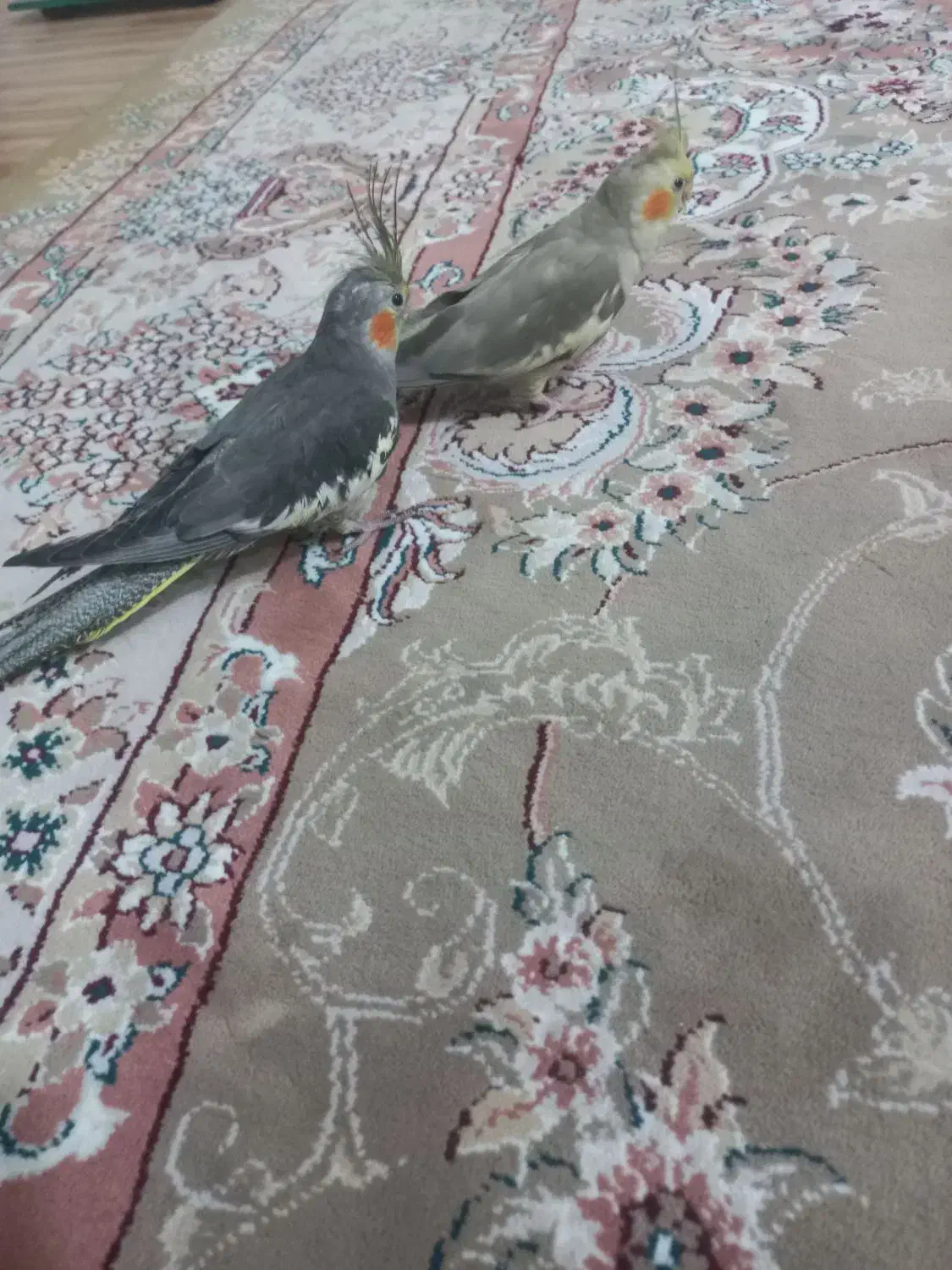 فروشی|پرنده|نسیمشهر, |دیوار