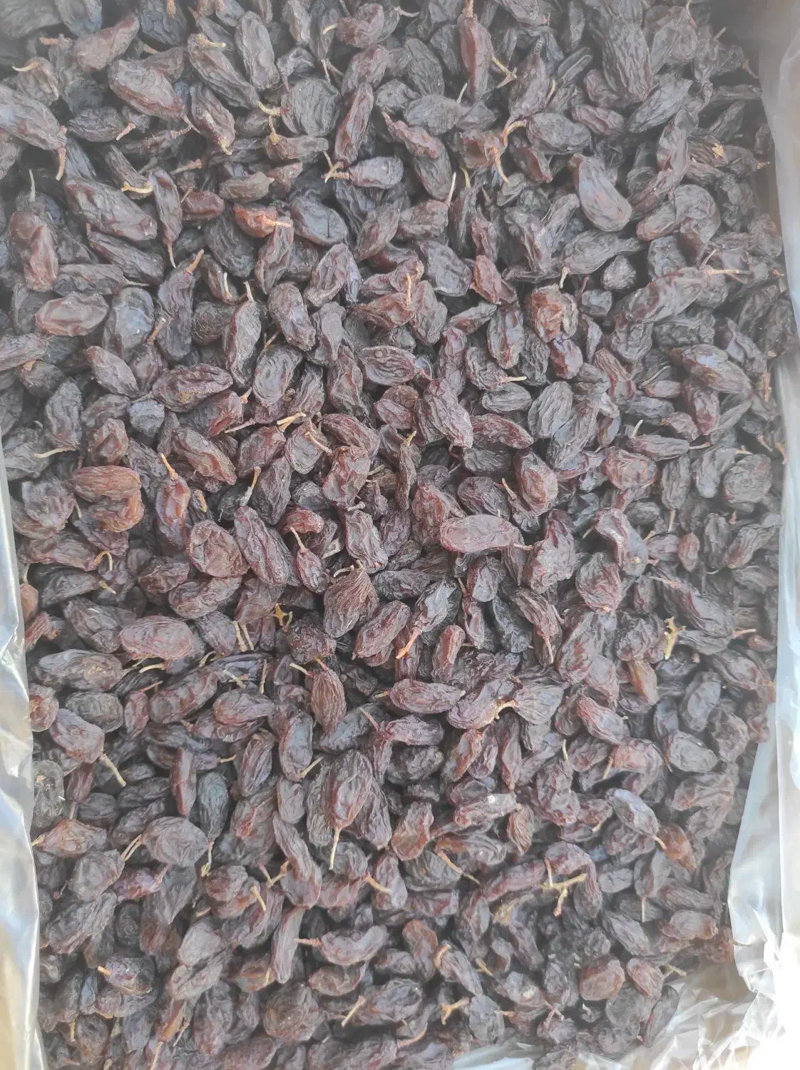 مویز رطبی و کشمش|خوردنی و آشامیدنی|شیراز, قلات|دیوار