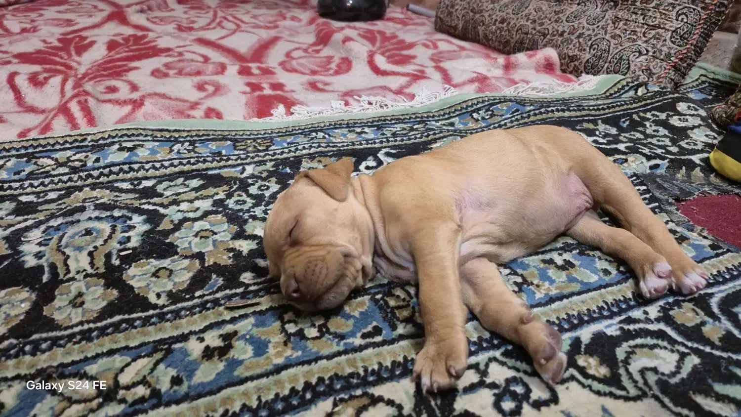 واگذاری ۱ جفت پیت بول اصل|سگ|یزد, |دیوار