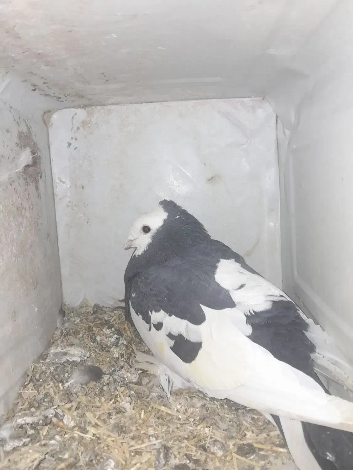 پوللازم|پرنده|بروجن, |دیوار