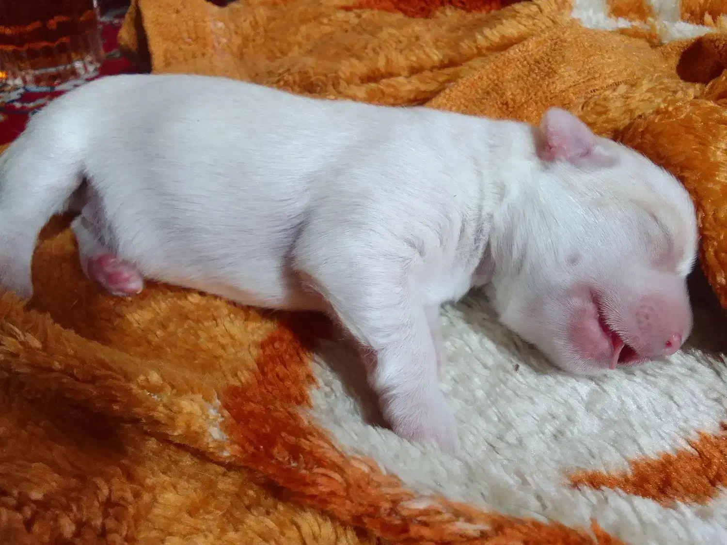 سگ شیتزو جنسیت نر|سگ|ری, اقدسیه|دیوار