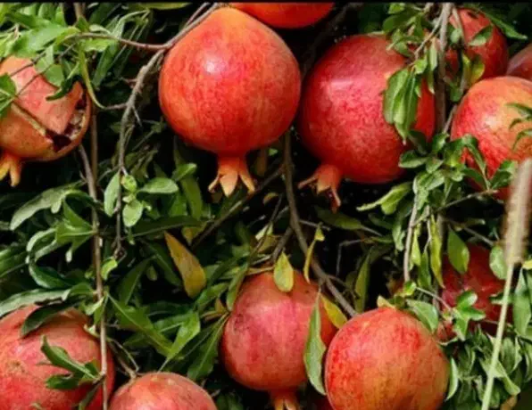 انار  آب انار رب انار|خوردنی و آشامیدنی|تهران, گرگان|دیوار