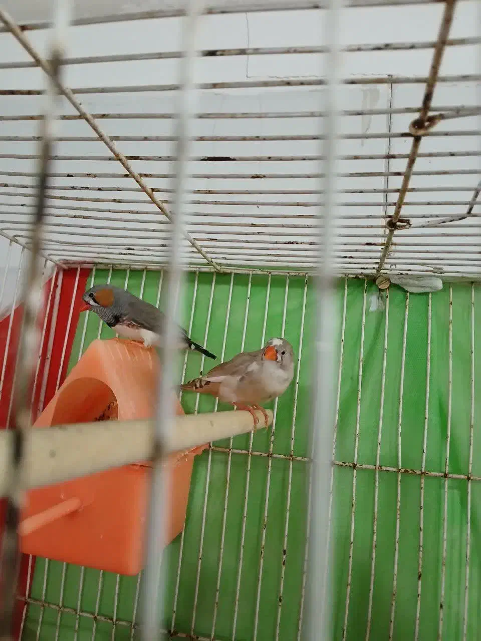 ۵ عدد فنچ با تمام لوازم|پرنده|مشهد, آیت الله کاشانی|دیوار