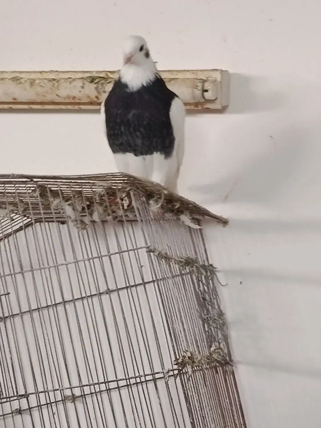 کبوتر|پرنده|فسا, |دیوار