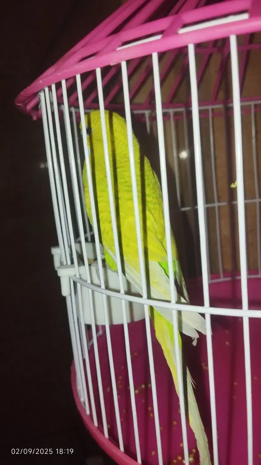 جفت جوجه مرغ عشق|پرنده|زاهدان, |دیوار