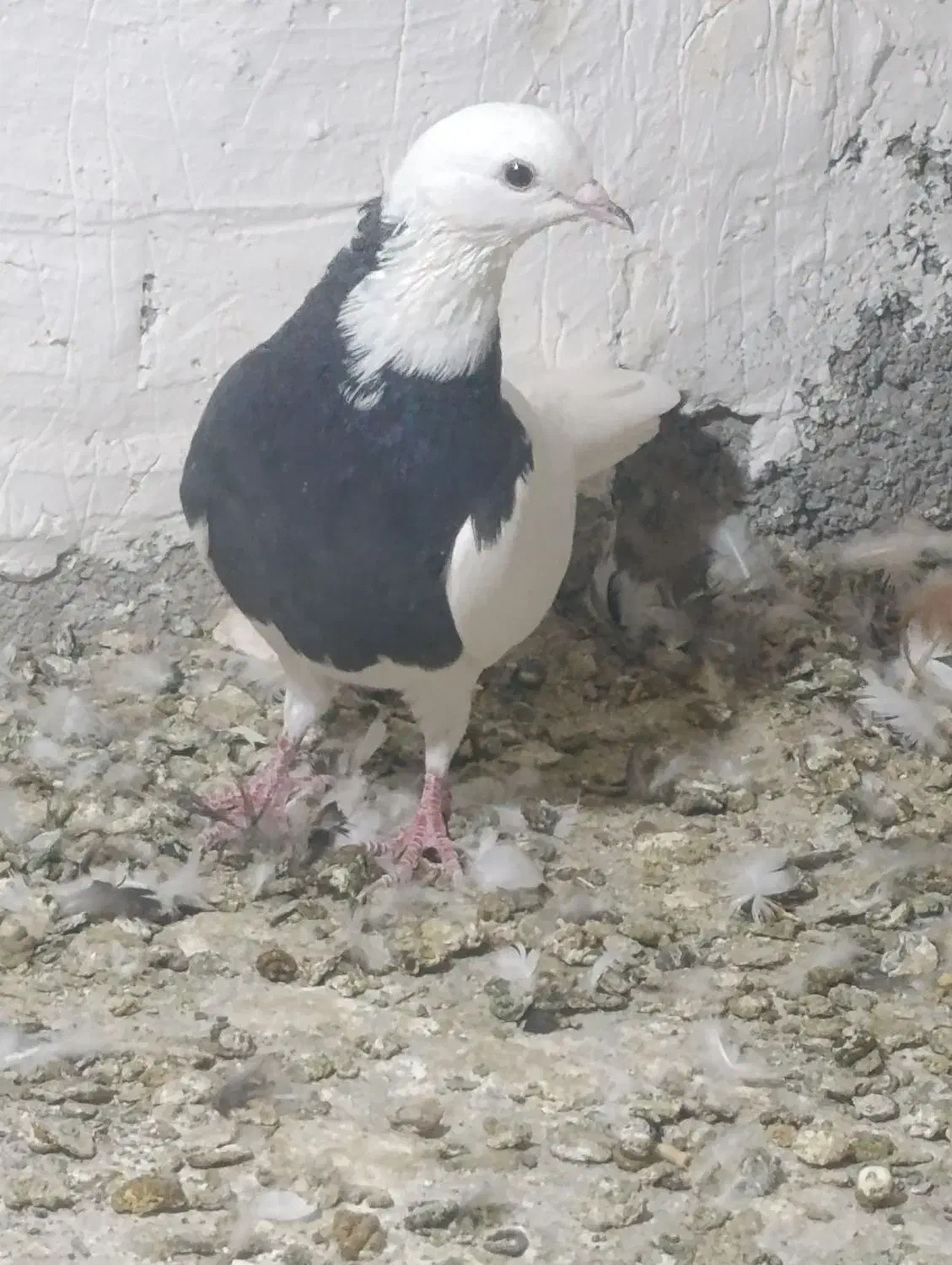 طوقی|پرنده|نرماشیر, |دیوار