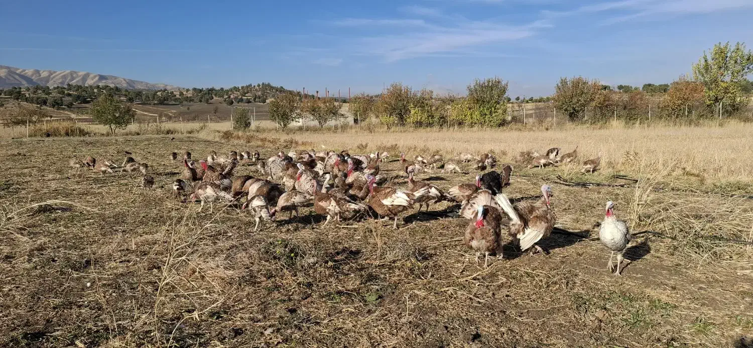 بوقلمون محلی|حیوانات مزرعه|بانه, |دیوار