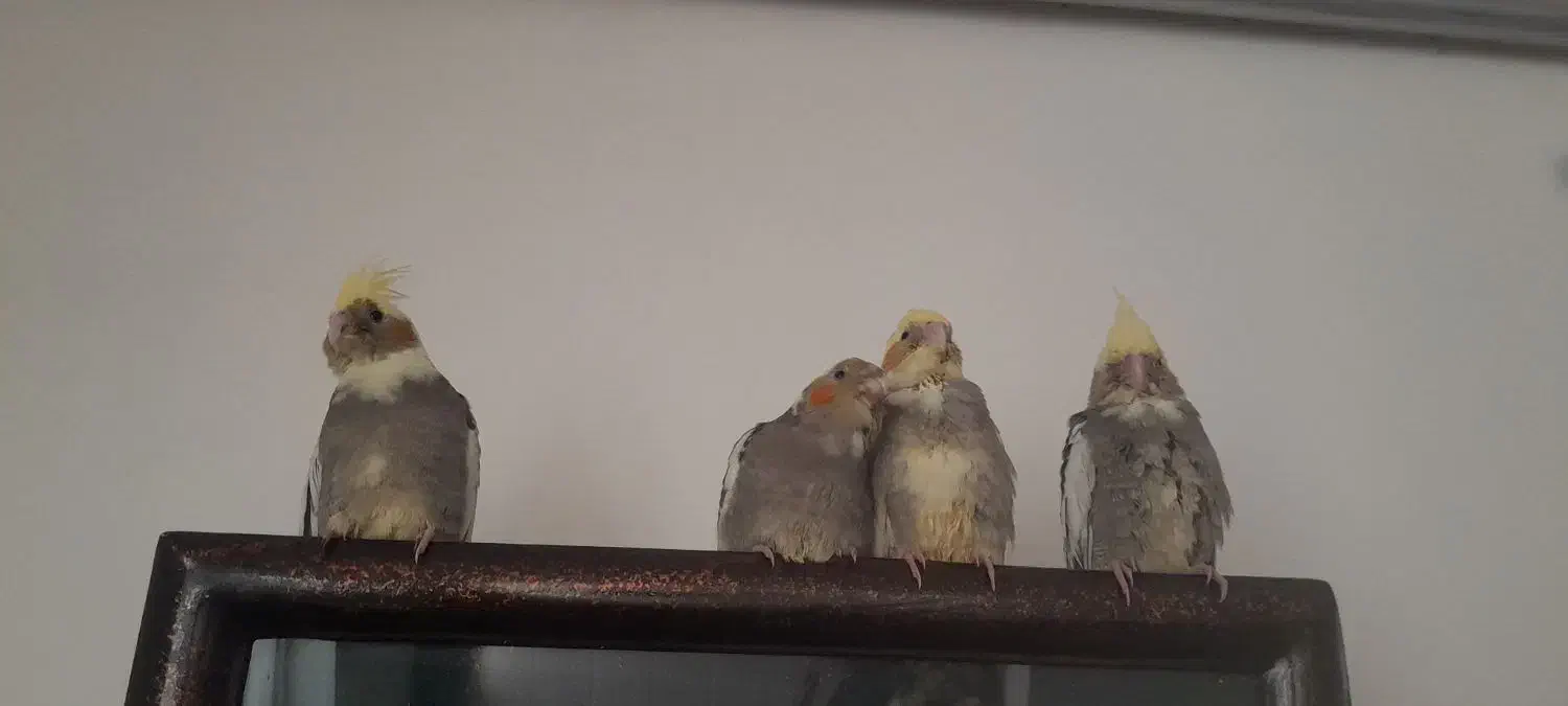 جوجه عروس هلندی|پرنده|تربت‌حیدریه, مسجد جامع|دیوار