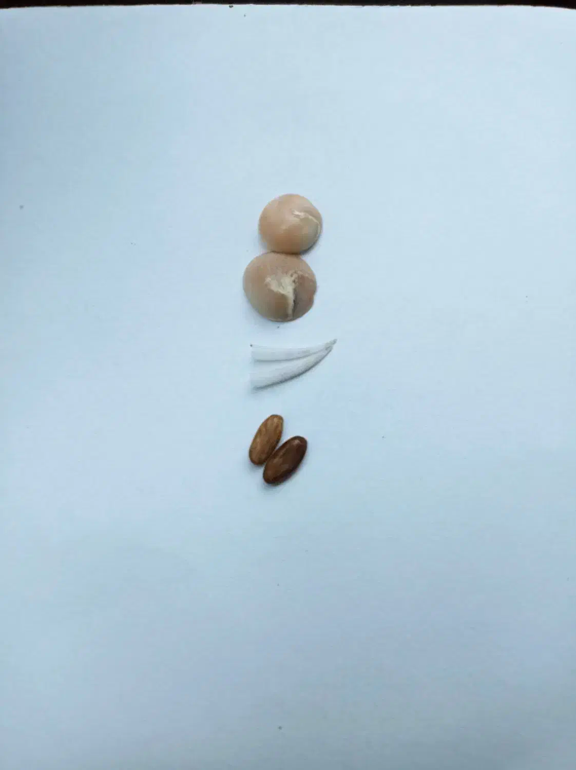 مهره اصل|جواهرات|شیراز, ترمینال باربری|دیوار