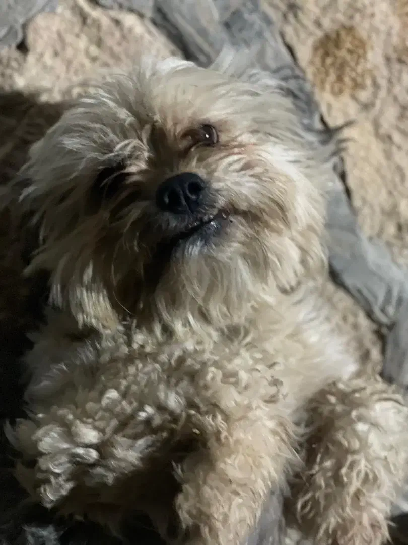 گم شده|حیوانات|صدرا-فارس, فاز ۲|دیوار