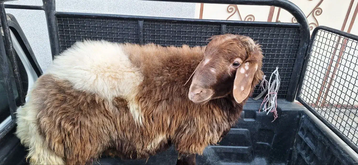 خدمات قصابی مراسمات شما|خدمات پذیرایی، مراسم|نظرآباد, نجم آباد|دیوار