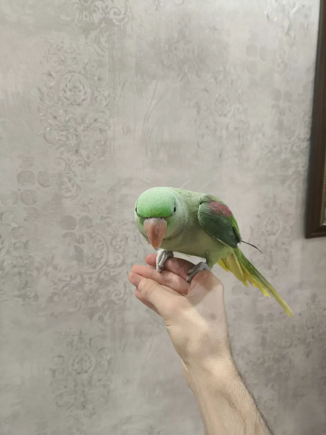 شاه طوطی رام و دستی|پرنده|پردیس, فاز ۸|دیوار