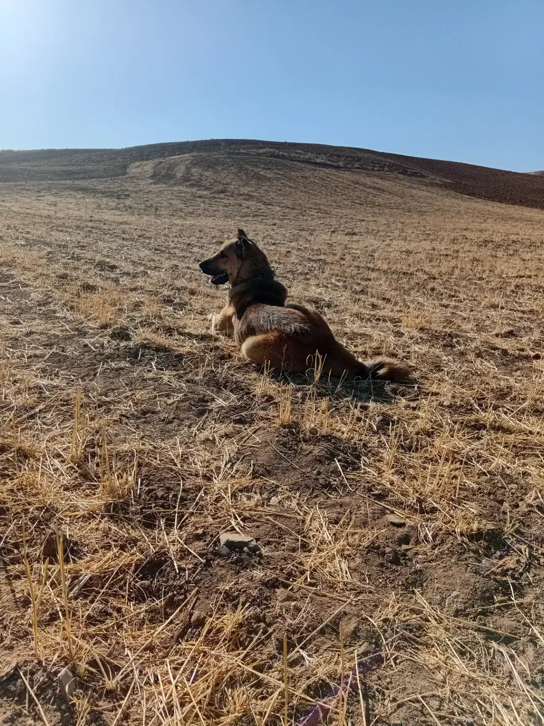 سگ نگهبان|سگ|تبریز, |دیوار