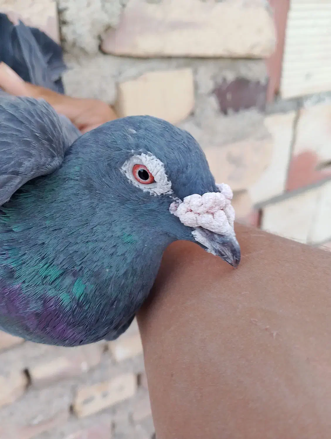 نروماده زاغ کیلومتری|پرنده|هامون, |دیوار